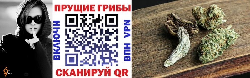 Псилоцибиновые грибы Cubensis Березники